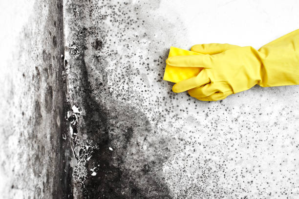  Lake Barcroft, VA Mold Removal Pros