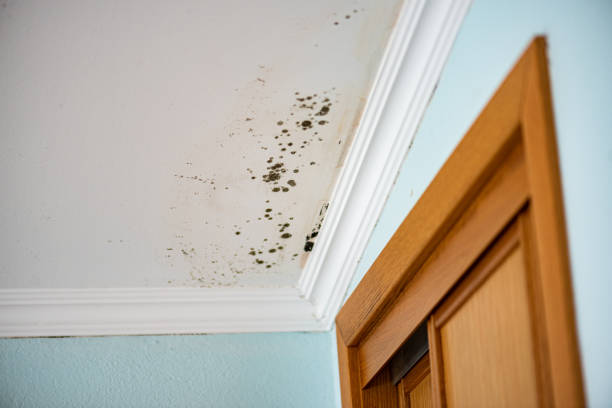 Best Toxic Mold Removal  in Lake Barcroft, VA