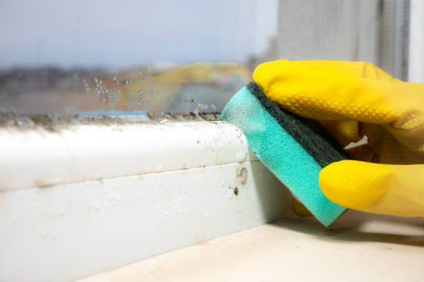 Best Crawl Space Mold Removal  in Lake Barcroft, VA