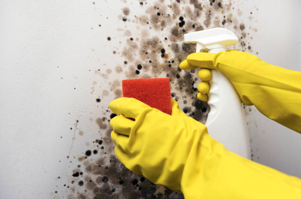 Best Best Mold Removal Companies  in Lake Barcroft, VA
