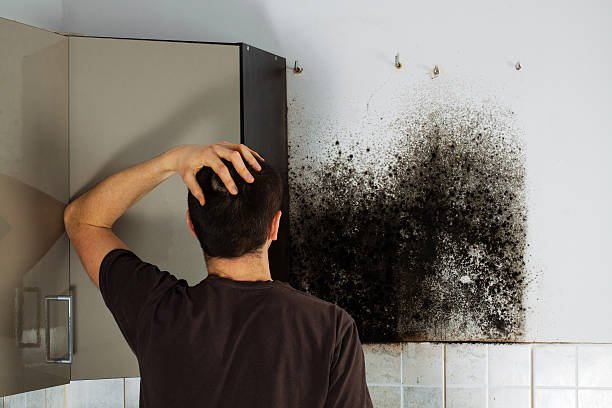 Best Certified Mold Removal  in Lake Barcroft, VA