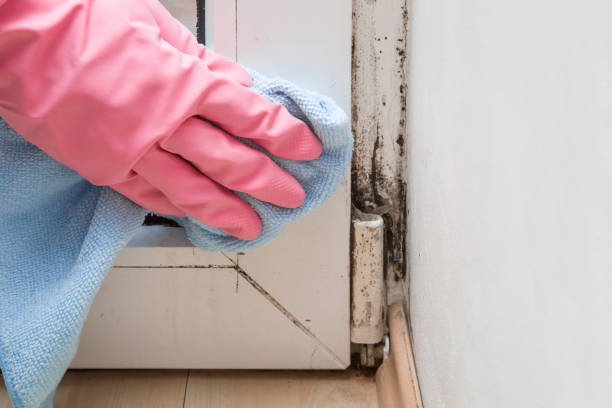 Best Mold Removal Near Me  in Lake Barcroft, VA