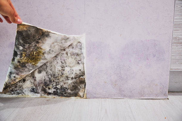 Best Mold Removal Process  in Lake Barcroft, VA